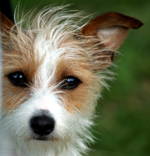 Photo of small dog